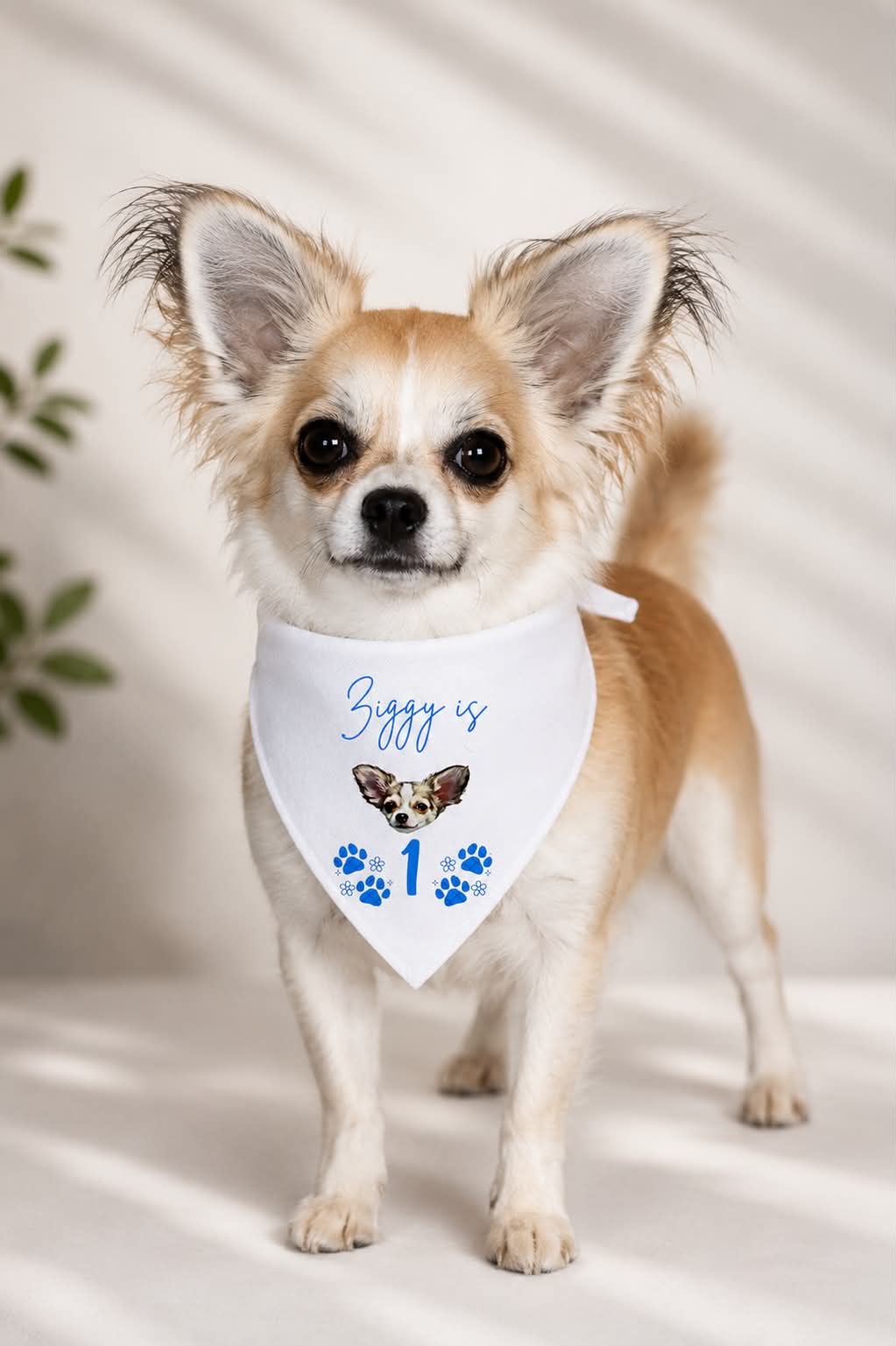 personalised birthday bandanna for toy breeds